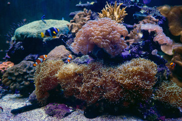 Sea anemone with clown fish