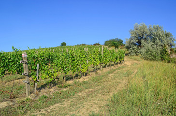 Fototapeta na wymiar Vineyards in the hill-side near Tokaj city, Hungary