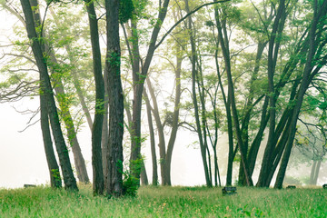 Foggy morning in park with green grass