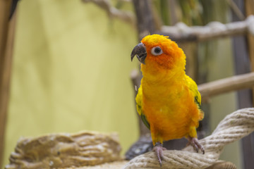 コガネメキシコインコ