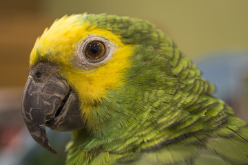 アオボウシインコ