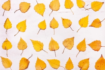 Obraz premium abstract yellow Autumn leaves in a row.