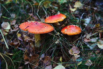 Amanita muscaria in grass in forest