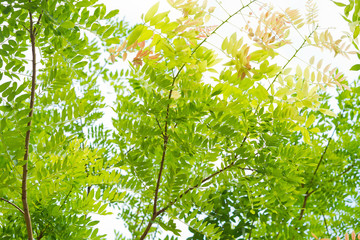 forest background . green nature background.big tree