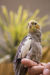 オカメインコ
