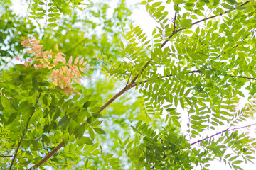 forest background . green nature background.big tree