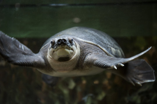 スッポンモドキ