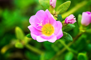 Naklejka na ściany i meble single pink Sun Plant on close-up