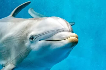 Papier Peint photo Lavable Dauphin dolphin close up portrait detail while looking at you
