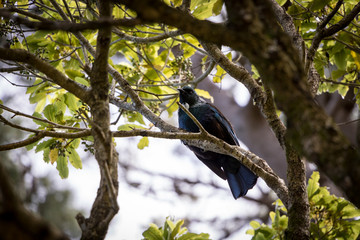 Tui Bird, new Zealand