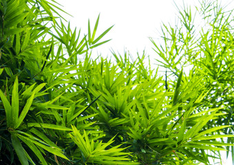 Vivid green color of bamboo leaves