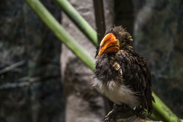 カンムリコサイチョウ