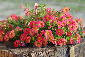 Naklejka premium Petunia flower on a wooden stump