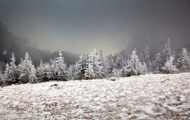 Fototapeta premium winter landscape with snowy fir trees in the mountains
