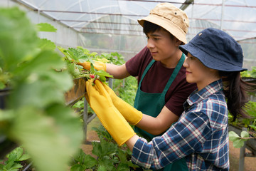 Two confident young farmers wearing rubber gloves and aprons looking at appetizing fresh...
