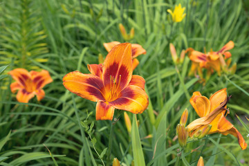 Naklejka premium Flower orange lily 