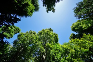 Obraz premium 木々の緑と青空