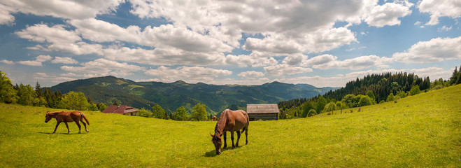 Grazing horse at high-land pasture at Carpathian Mountains in rays of sunset. Panorama of summer pasture on a background of mountains.