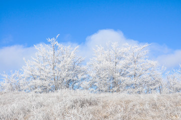 Winter scene: mountain and forest with hoar-frost on trees. Beautiful winter background