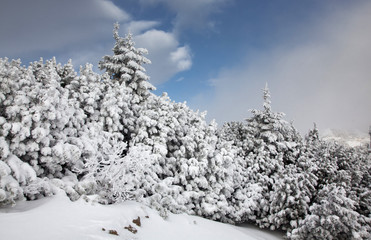 winter landscape with snowy fir trees in the mountains