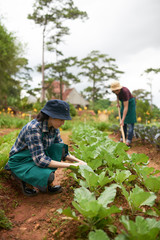 Fototapeta na wymiar Loving Asian couple wearing bucket hats and aprons working together at spacious backyard garden, pretty woman sitting on haunches and pulling out weeds while her boyfriend spading ground