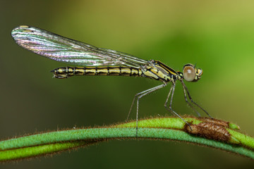 Image of Libellago lineata lineata dragonfly (Rhinocypha fenestrella) on a green branch. Family Chlorocyphidae. Insect. Animal,