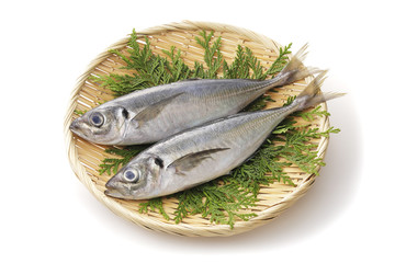 あじ　Horse mackerel