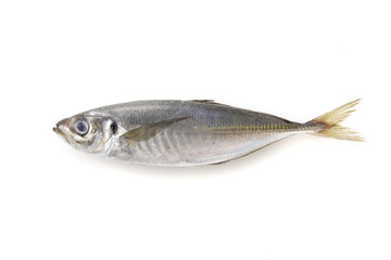 あじ　Horse mackerel