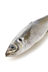 あじ　Horse mackerel