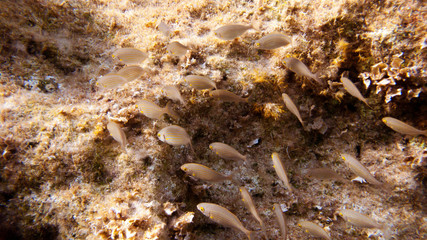 group of fishes in redish mood