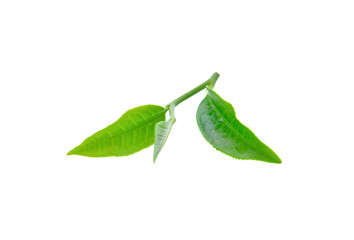 Obraz premium green tea leaves on white background