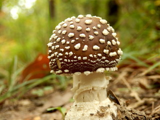Close up of a young specimen of Amanita Pantherina, also known as Panther Cap, showing a convex cap covered in warts