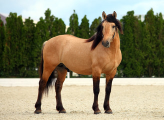Fototapeta premium Paso Fino horse snow 