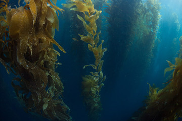 Fototapeta na wymiar Giant Kelp Forest