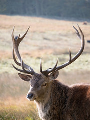 Red Deer