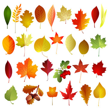 Set of autumn colored leaves . Vector elements .