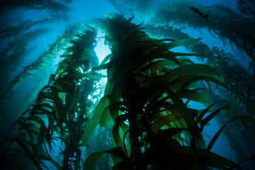 Giant Kelp Growing in Underwater California Forest