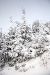 winter landscape with snowy fir trees in the mountains