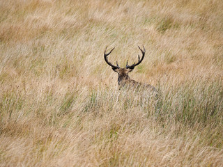 Red Deer
