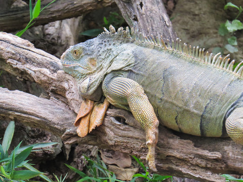 Iguana, beautiful lizard resting on dry trunk fallen in shadow