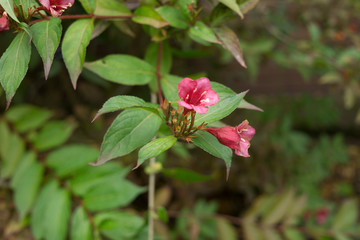 florida weigela