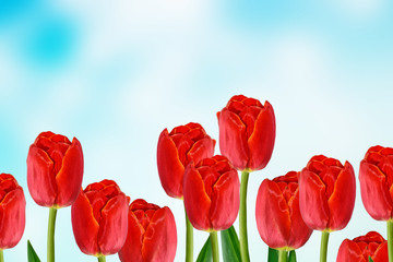 Bright and colorful flowers tulips