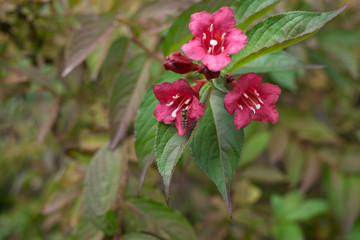 florida weigela