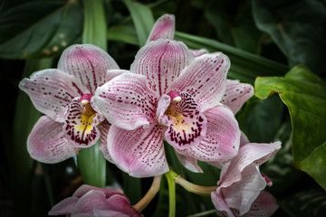 Fototapeta na wymiar Pink And White Orchid 