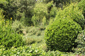 Green plants and shrubs.