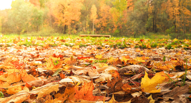 Autumn landscape. The natural background.
