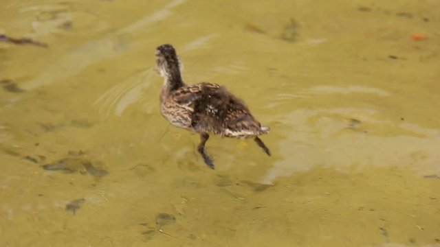 Newborn ducklings on water by the lake shore