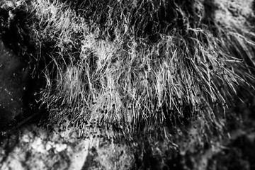 Abstract black and white background with a mold macro