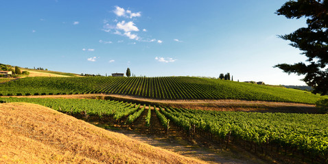Fototapeta na wymiar Beautiful vineyard and blue sky in Chianti, Tuscany. Italy