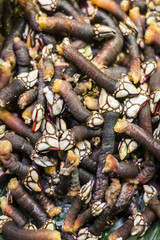 percebes goose barnacles rare unusual seafood on display in Portugal
